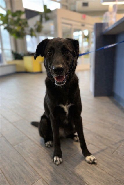 BRUNO - Border Collie / Labrador Retriever available for adoption