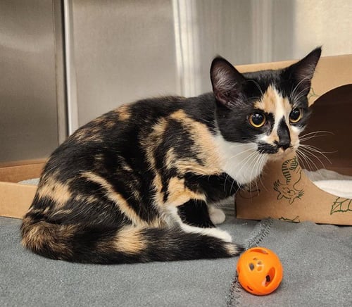 CLAIRE - Domestic Short Hair available for adoption