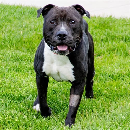 MR PONCHO - Pit Bull Terrier available for adoption
