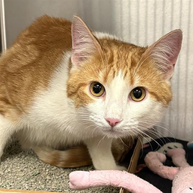 STEPHEN - Domestic Short Hair available for adoption