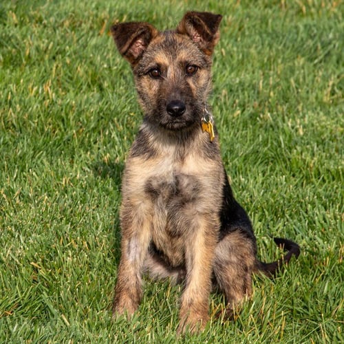 BARQS - Black Mouth Cur / German Wirehaired Pointer available for adoption