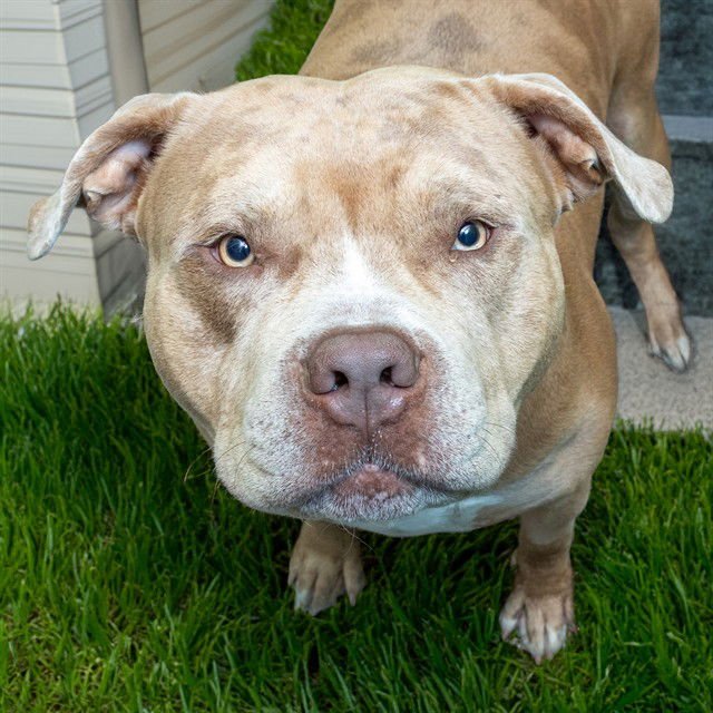 ROCCO - Pit Bull Terrier available for adoption