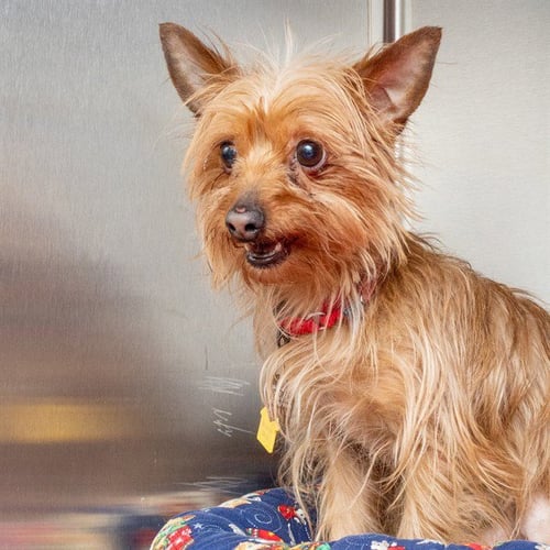 MURIEL - Silky Terrier available for adoption