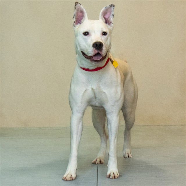 WIGGLES - Pit Bull Terrier available for adoption