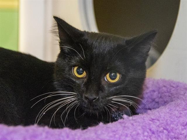 SOCKS - Domestic Short Hair available for adoption