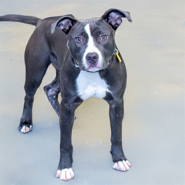 BLAZE - Pit Bull Terrier available for adoption