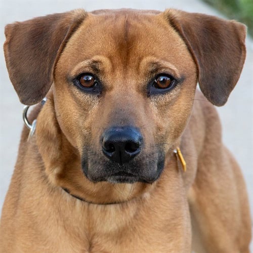 BOBBY - Black Mouth Cur available for adoption