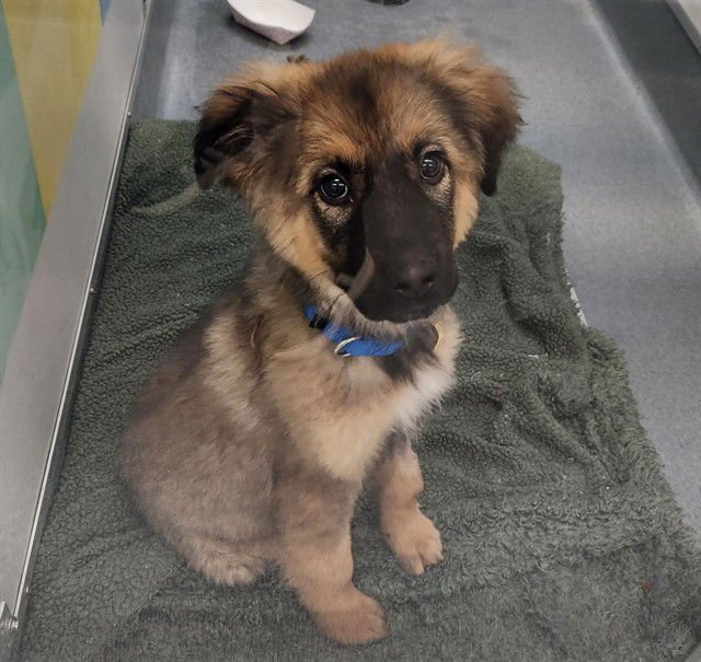 TREVOR - German Shepherd Dog available for adoption