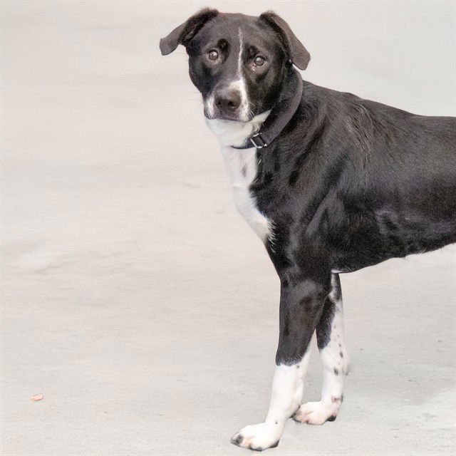 LUNA MAE - Labrador Retriever available for adoption