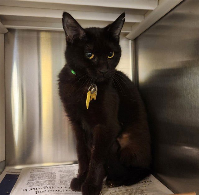 KENZI - Domestic Short Hair available for adoption