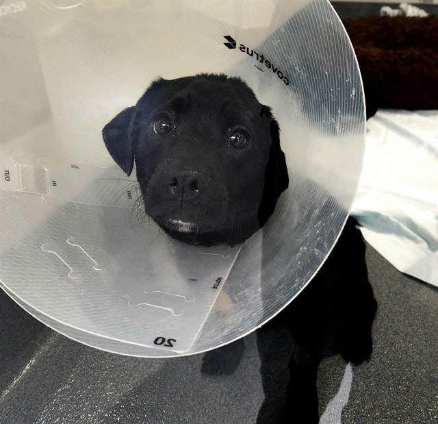 KING - Labrador Retriever / Bearded Collie available for adoption