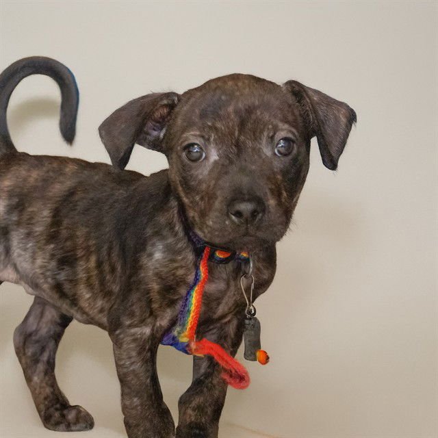 BAILEY - Black and Tan Coonhound available for adoption