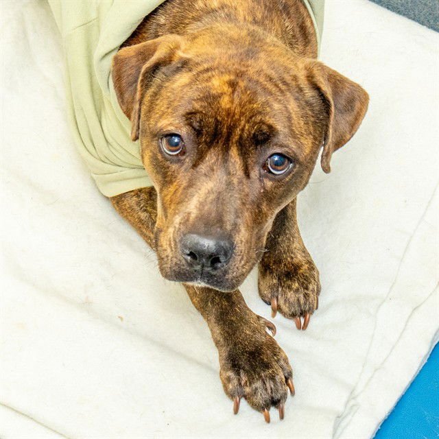 MARGE - Pit Bull Terrier available for adoption