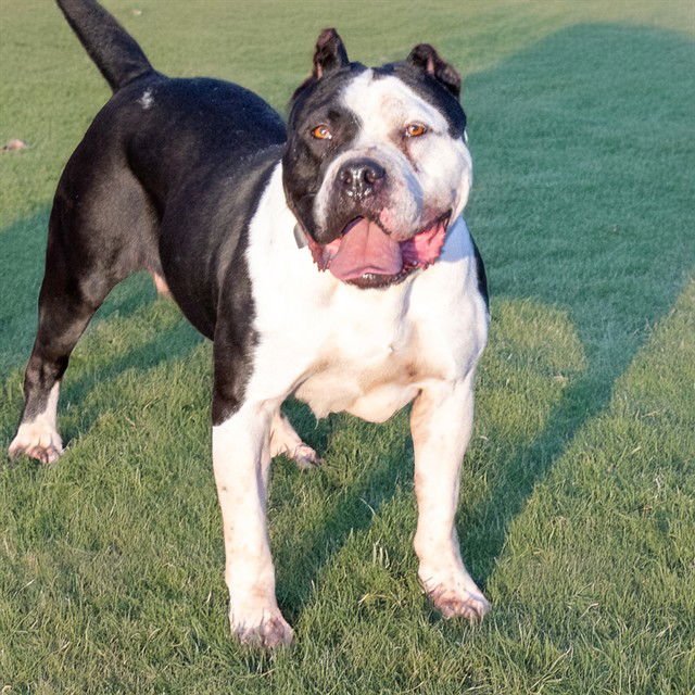 DUBS - Pit Bull Terrier available for adoption