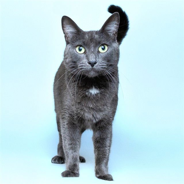 SHELLY - Domestic Short Hair available for adoption