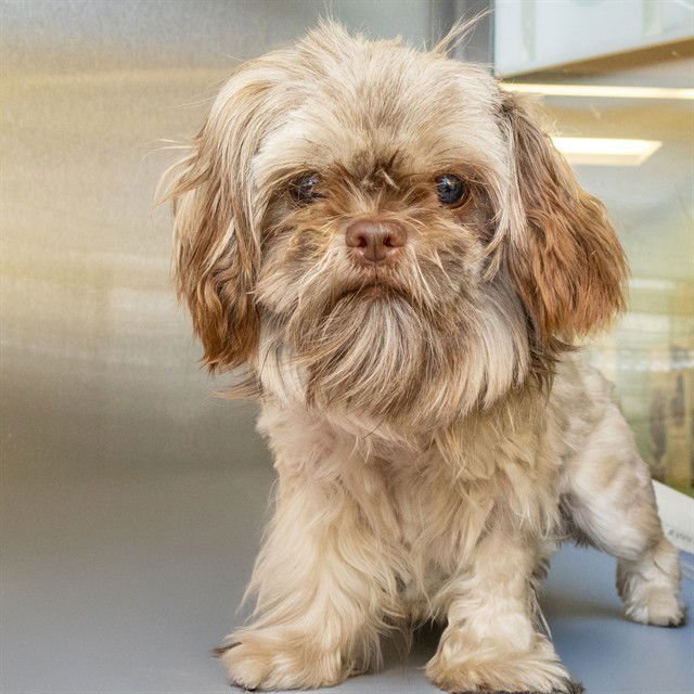 GODIVA - Maltese / Shih Tzu available for adoption