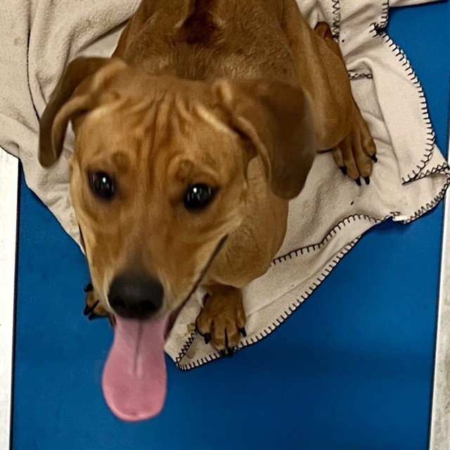 BENNY Image