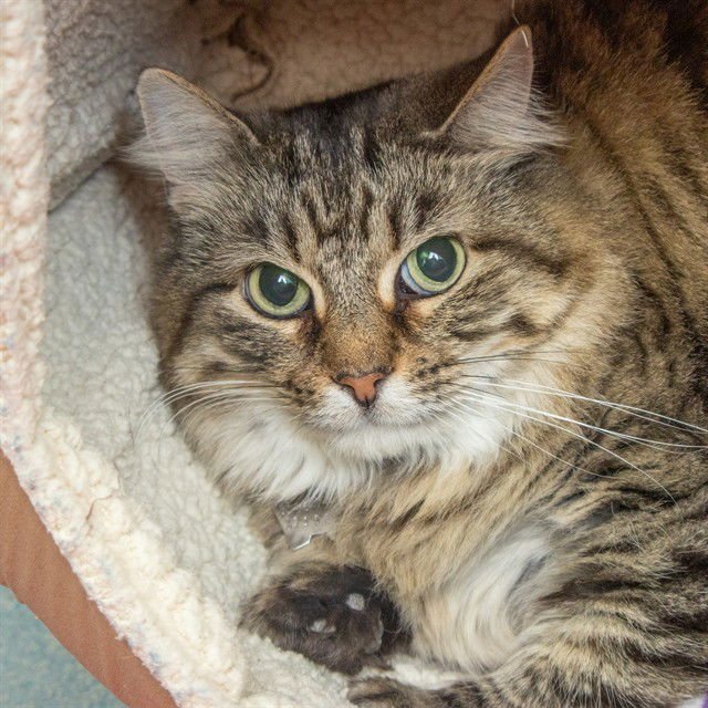 FANCY - Domestic Long Hair available for adoption