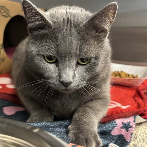 PERRO - Domestic Short Hair available for adoption