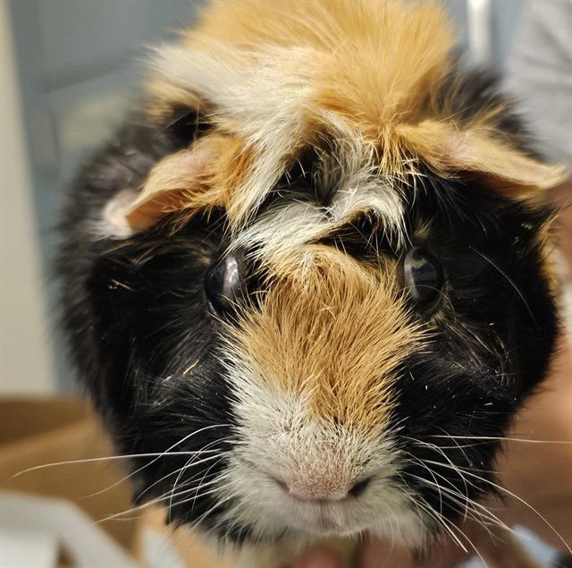 OREO - Guinea Pig available for adoption