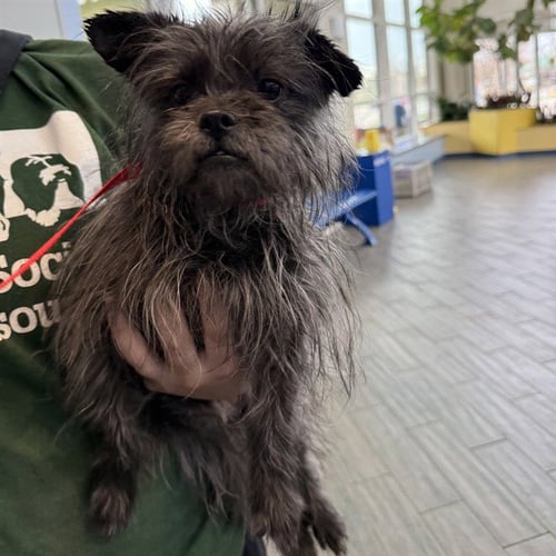 SCRAGGLE - Brussels Griffon available for adoption