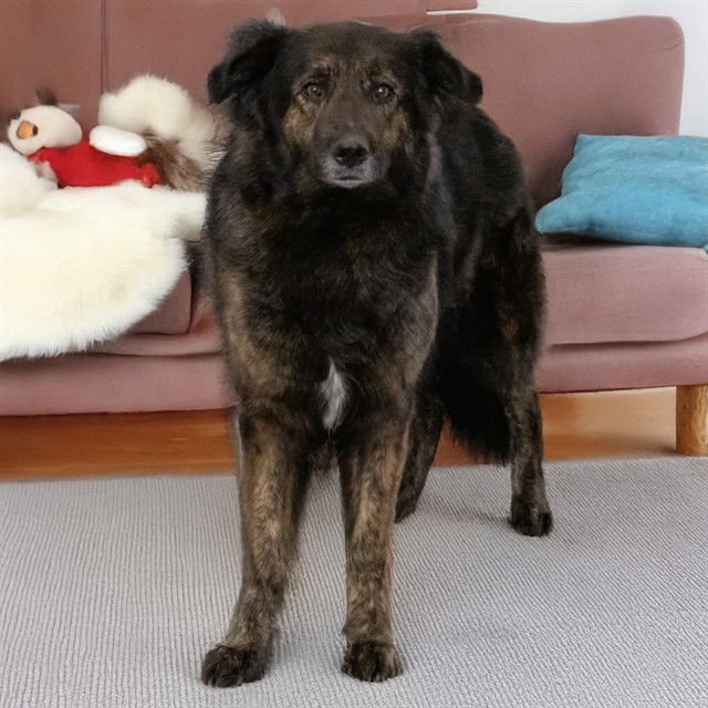 VIOLET - German Shepherd Dog / Newfoundland Dog available for adoption