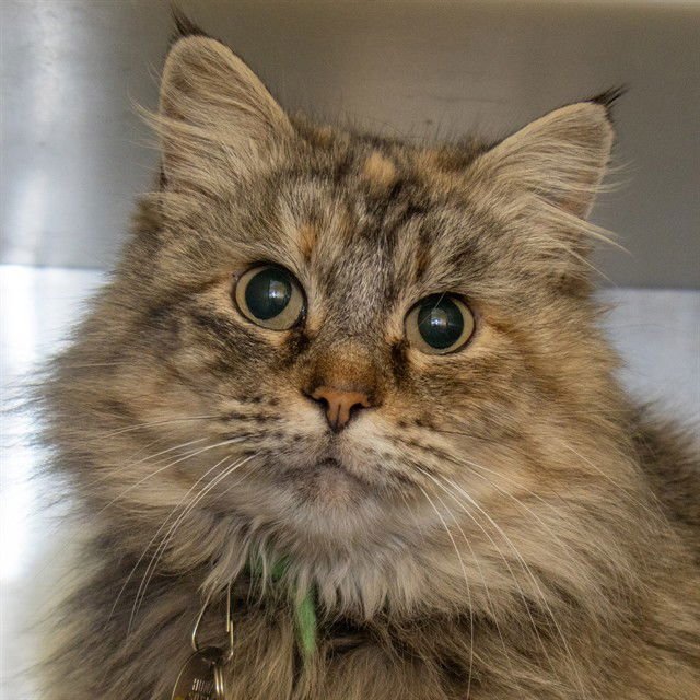 GAZELLE - Domestic Long Hair available for adoption