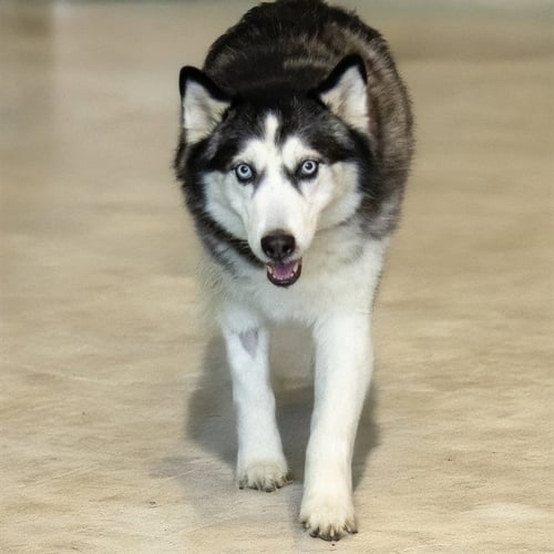 OREO - Siberian Husky available for adoption