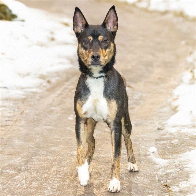 GUAPO - Australian Cattle Dog/Blue Heeler available for adoption