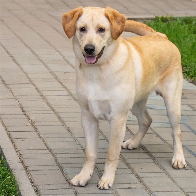 KYRAN - Labrador Retriever available for adoption