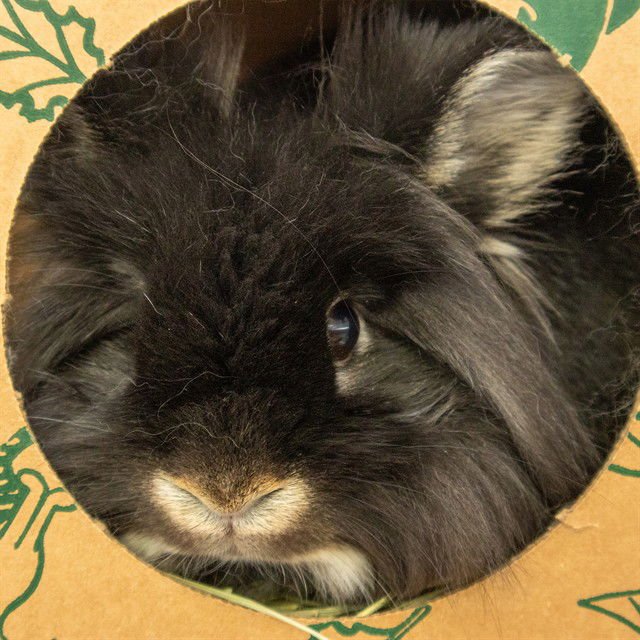 ESPRESSO - Lionhead available for adoption