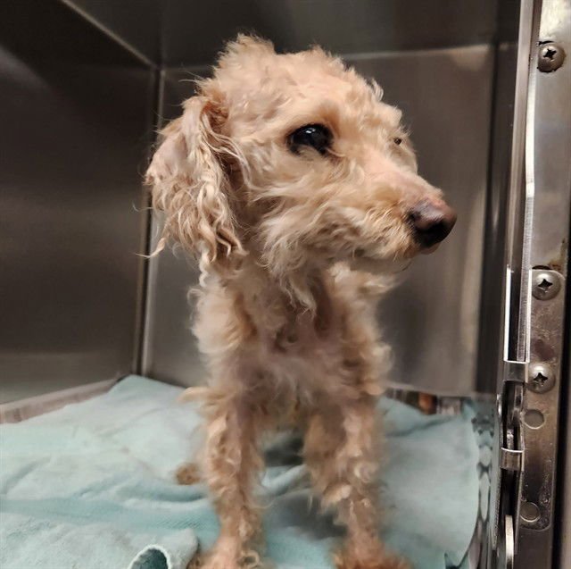 BARRY - Poodle (Miniature) available for adoption