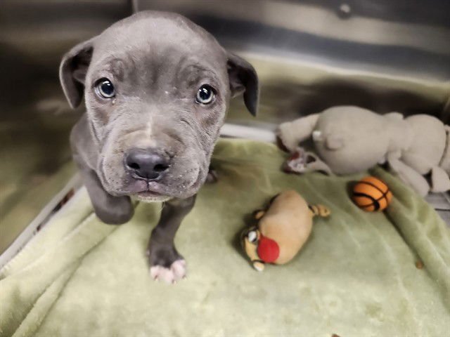 SPUD - Pit Bull Terrier available for adoption