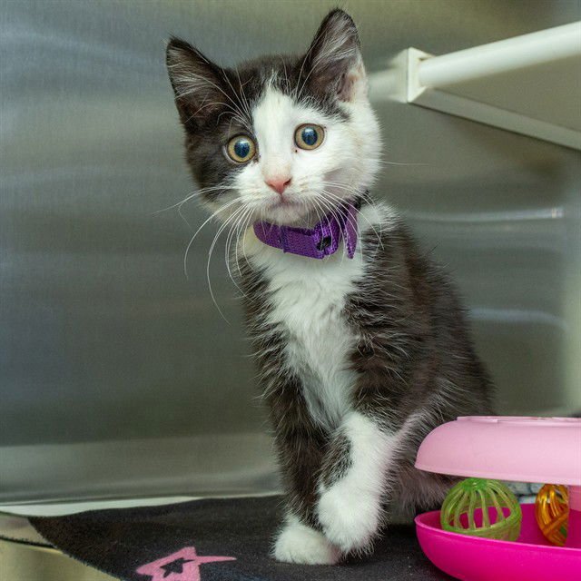 CRYSTAL - Domestic Short Hair available for adoption