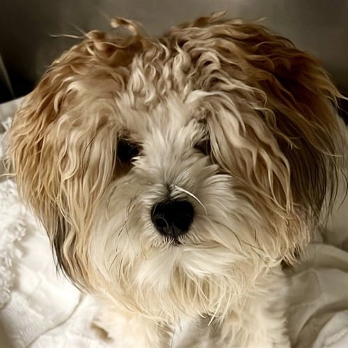 JULIUS - Poodle (Miniature) available for adoption