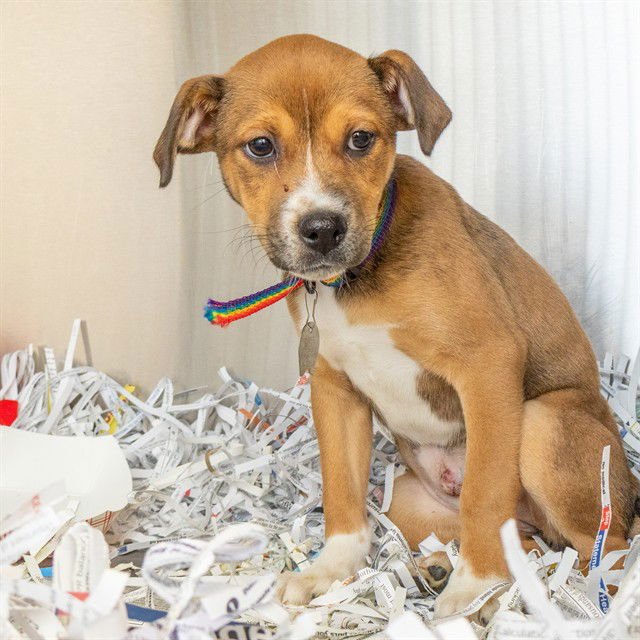 MEI MEI - Labrador Retriever available for adoption