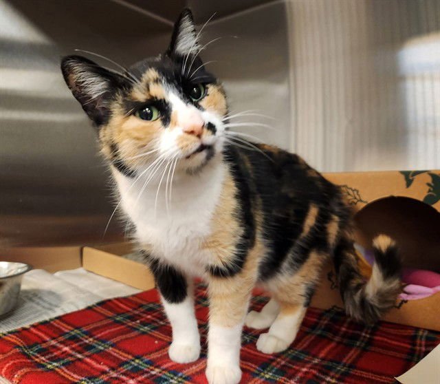 CURRY - Domestic Short Hair available for adoption