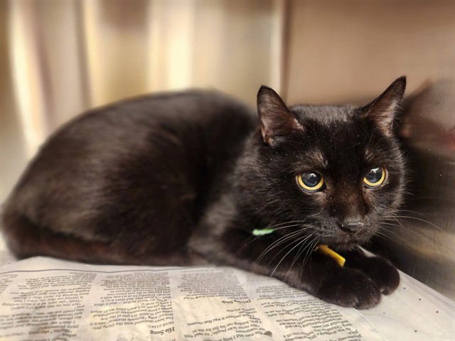 KATINA - Domestic Short Hair available for adoption