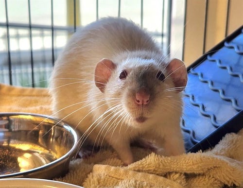 NIBLO - Rat available for adoption