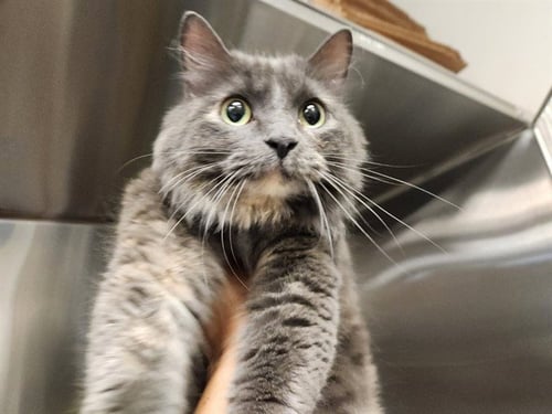 FANCY - Domestic Medium Hair available for adoption
