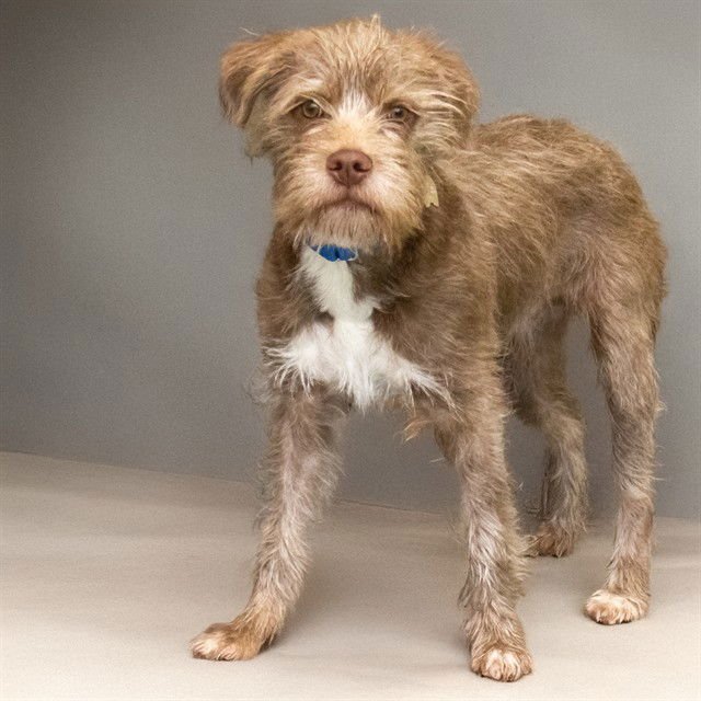 GNOMEO - Border Terrier available for adoption