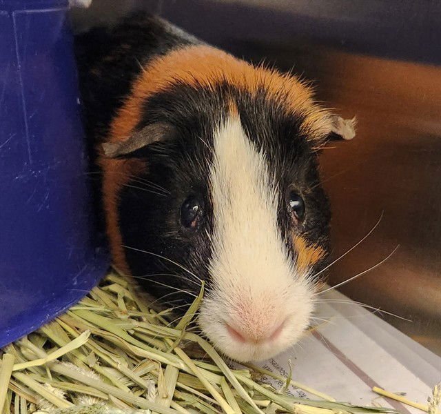 MAPLE SYRUP - Guinea Pig available for adoption