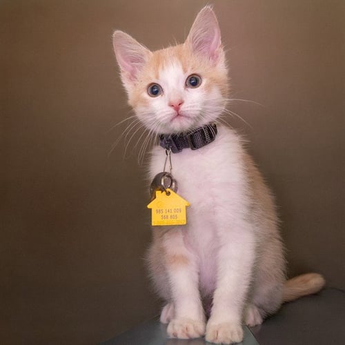 HAPPY - Domestic Short Hair available for adoption