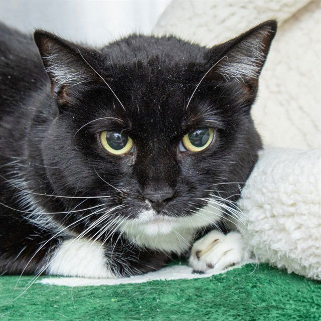 LADY KENNA - Domestic Short Hair available for adoption