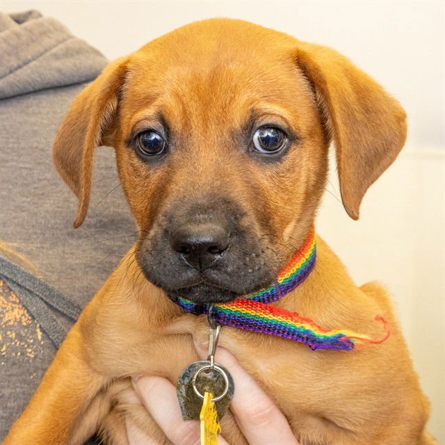 ZEB - Labrador Retriever / German Shepherd Dog available for adoption