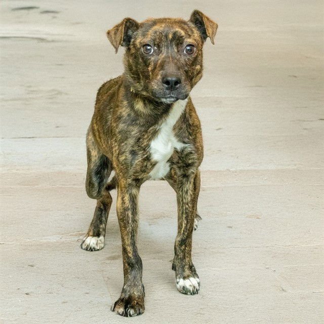 PIPPY - Plott Hound available for adoption