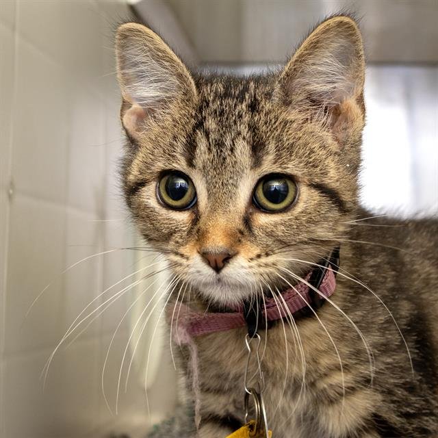 NALA - Domestic Short Hair available for adoption