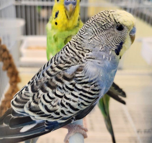 MR OPTIMIST - Parakeet - Other available for adoption