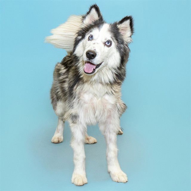 LEVI - Siberian Husky available for adoption