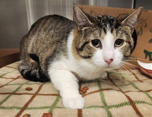 REGGIE - Domestic Short Hair available for adoption